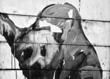 Alessandro Morbidelli – Trenta cani e un bastardo