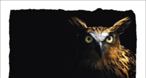 Daniele Bresciani – Testimone la notte